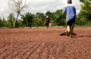 Cacao Sur del Lago ¿Por qué lo prefieren los mejores chocolateros del mundo?