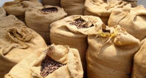 Exportación de cacao en Venezuela arrastra sus grilletes