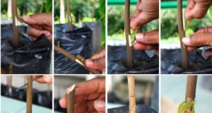 Propagación por injerto: tecnología a favor de mayor y mejor cacao