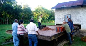 Yaguaraparo busca mantener su tradición cacaotera
