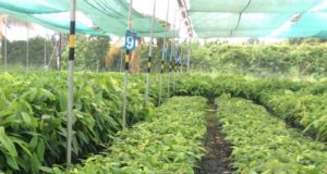 Invernaderos o viveros garantizan crecimiento adecuado del cacao