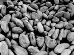 (Español) Exportación de cacao venezolano, entre presunta corrupción y desconocimiento