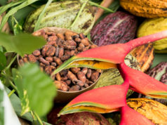 Venezuela entrega DOSSIER a la ICCO para reafirmarse como país productor de cacao fino de aroma