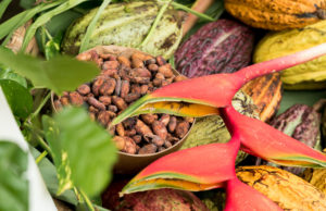 Venezuela entrega DOSSIER a la ICCO para reafirmarse como país productor de cacao fino de aroma