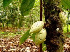 Deshojando el cacaotero: aspectos y curiosidades del árbol de cacao