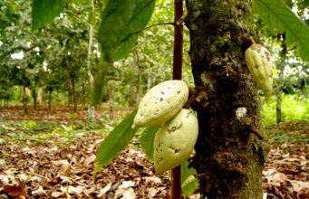 Deshojando el cacaotero: aspectos y curiosidades del árbol de cacao