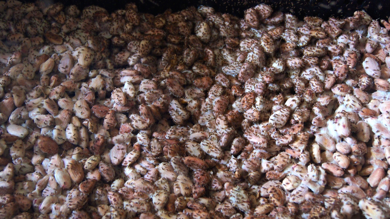 Apart from drying, is the most important process to obtain a high quality cocoa.