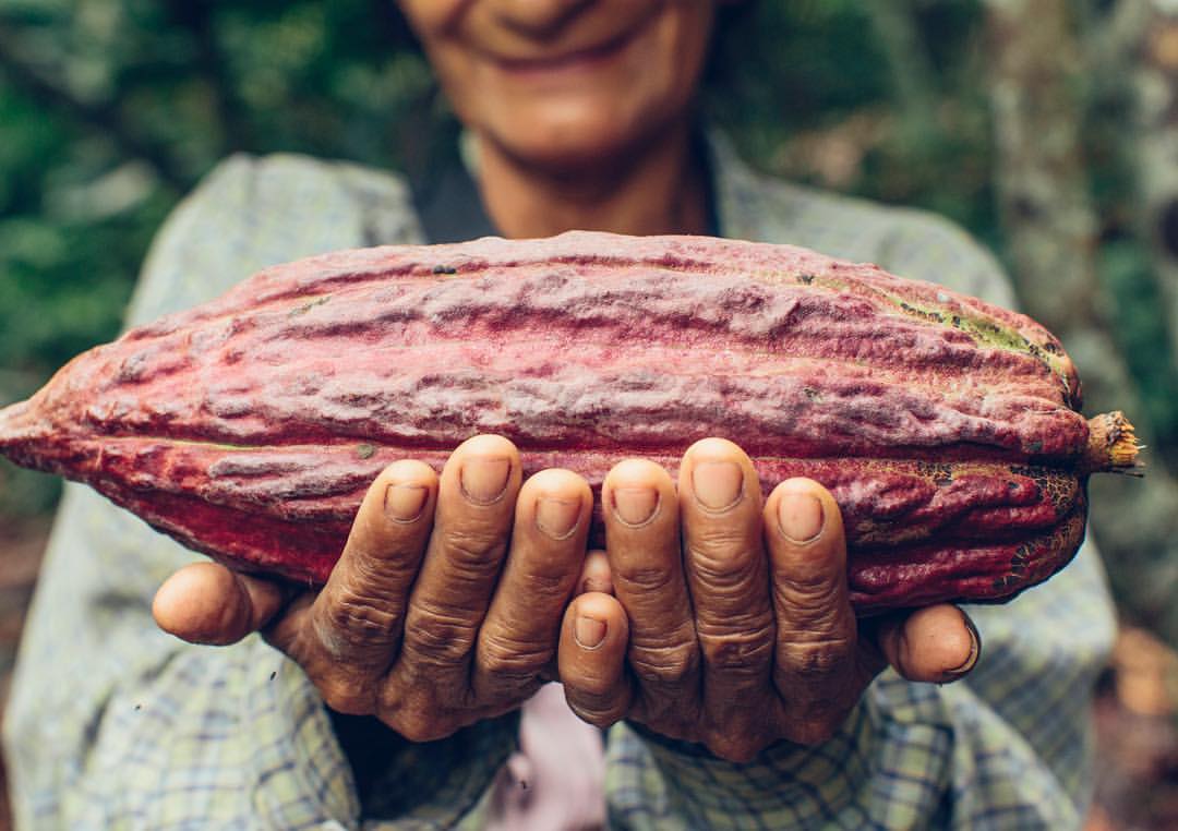 10 years of Hacienda Las Bromelias and a unique cocoa in Aragua state